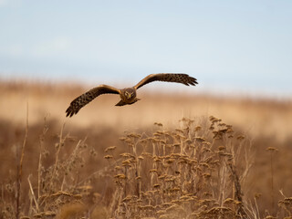 Northern harrier, Circus. hudsonius