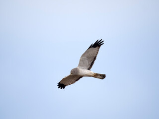 Obraz premium Northern harrier, Circus. hudsonius