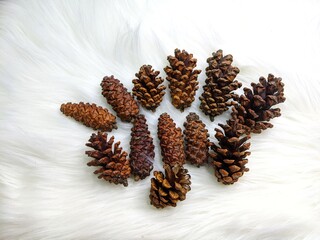 pine cone and pine cones