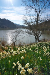湖畔の水仙の郷　佐久間ダム　をくずれ水仙郷