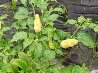 chilli plants in the garden