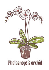 Phalaenopsis orchid home flower. Hand drawn illustration of home plant