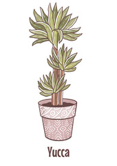 Yucca house plant. Hand drawn digital illustration of home green flower