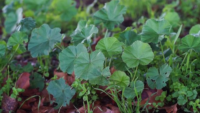 foglie di malva