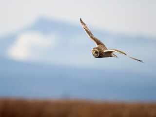Short-eared owl, Asio flammeus