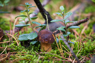 Edible brown bay bolete mushroom or Boletus Badius (Imleria badi) growing in autumn green moss. Organic, natural food from the forest. 