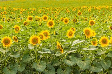 a young sunflower stands in a field.