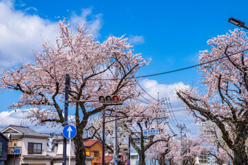 東京都武蔵野市・成蹊通りの桜（2022年3月）