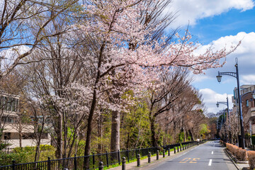 東京都三鷹市・桜咲く風の散歩道の風景（2022年3月）