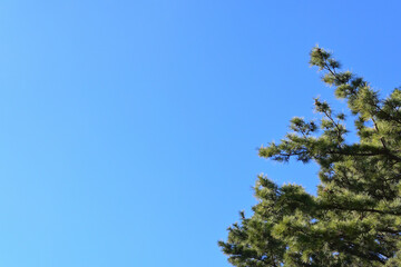 松の木と青空