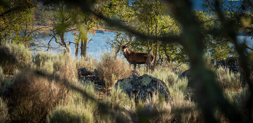 Male deer looking at the camera in the bush