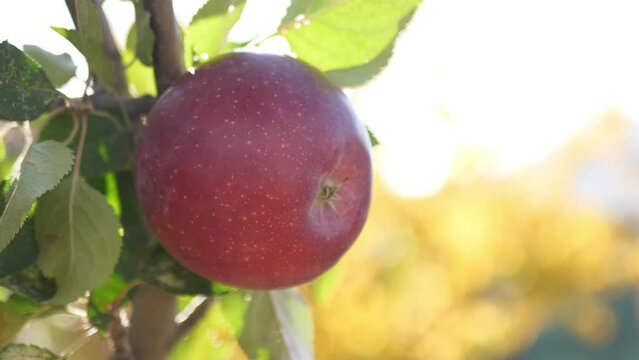 Appetizing red ripe apple on a tree branch in the bright rays of the sun. Agriculture production. Garden