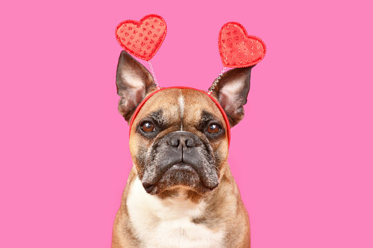 French Bulldog dog wearing Valentine's Day headband with hearts and bow tie on pink background
