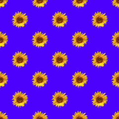 Seamless Pattern of Vivid Yellow Sunflowers in Sunlight on Royal Blue Background