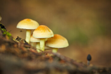 small mushroom in the middle of the forest