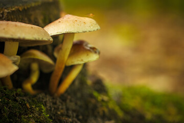 small mushroom in the middle of the forest