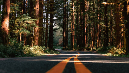 Beautiful road through the Hoh Rain Forest along the Hoh River in Olympic National Park in Washington State