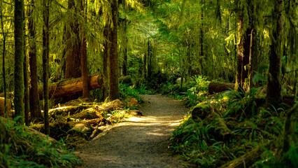 Hike through the forest along the Lake Quinault Trail on Lake Quinault in Washington state
