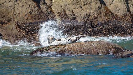 Seal on a rock at Coquille Point on Bandon Beach on the US West Coast in Oregon