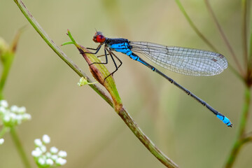 Red-eyed damselfly male sitting on a meadow grass at dusk. Waiting for prey. Side view, closeup....