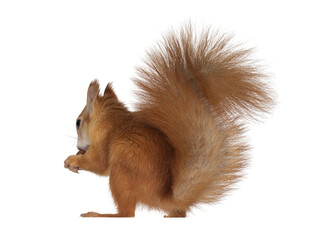 Red Japanese Lis squirrel, sitting side ways, holding a hazel nut in front paws and eating from it....