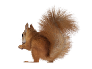 Red Japanese Lis squirrel, sitting side ways, holding a hazel nut in front paws and eating from it. Tail up in typical squirrel position. Isolated cutout on transparent background.