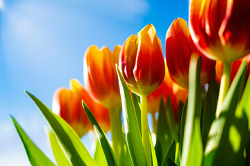blühende Tulpen im Frühling