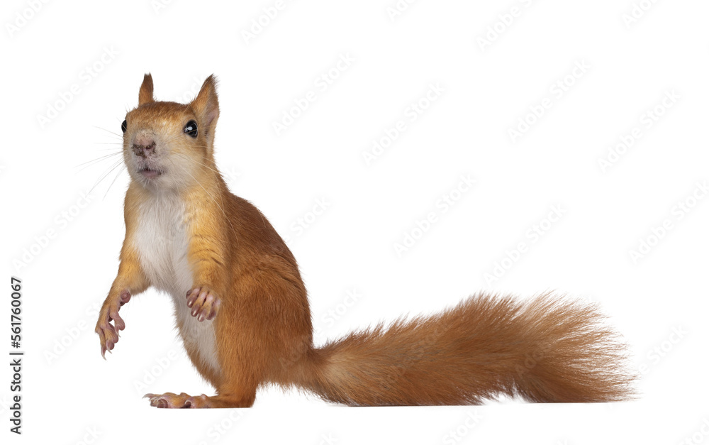 Poster Red Japanese Lis squirrel, standing side ways. Looking towards camera showing both eyes. Isolated on white background.
