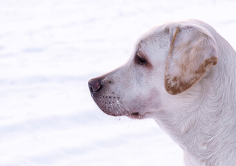 Portrait of a labrador dog on a light background