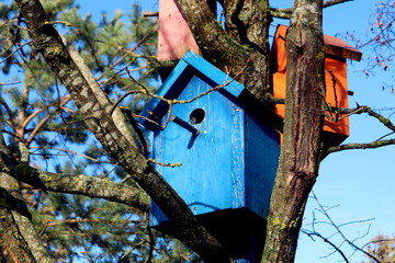  Waiting for spring: multi-colored bird houses among the bare branches of a tree, close-up