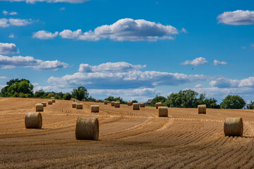 Fototapeta premium Rolls haystacks straw on field, harvesting wheat. Rural field with bales of hay. Landscape