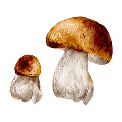 Poisonous and edible mushroom, organic porcini, chanterelle, amanita and poisonous fungus, isolated watercolor illustration. Forest wild mushrooms types. 
