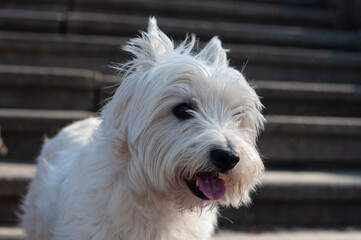 West Highland White Terrier (Westie) at walk in spring Mariinskyi park, Kyiv, Ukraine