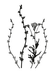 Botanical illustration. Vector silhouette of a plant, branch, twig, grass, herb or flower. Isolated black drawing on white background.