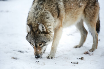 Searching for the prey (Gray Wolf)