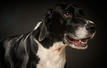 Retrato cercano de perro blanco y negro sobre fondo