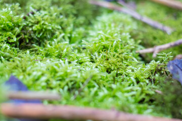 Green moss close up. Nature in autumn.