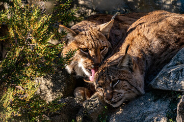 Couple of Eurasian lynx (Lynx lynx) in the Carpathian forest, Slovakia.