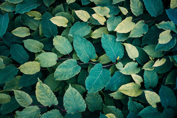 green plant leaves in the nature in springtime