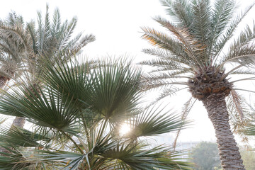 Fototapeta na wymiar Tropical palm trees coconut trees against a sunset sky glare and bokeh nature.