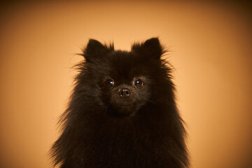 Retrato pomerania negro sobre fondo marrón
