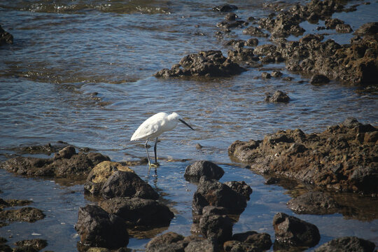 Little egret (Egretta garzetta), a wading bird at rocky coast, Tenerife, Spain