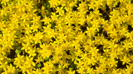 floral background, yellow flowers in the photo close-up