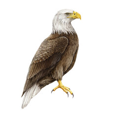 Obraz premium Bald eagle bird watercolor illustration. Hand drawn realistic North America avian. Wildlife nature beautiful bird. Bald eagle single element.