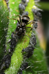 Garden ant (Lasius niger) tending black aphids