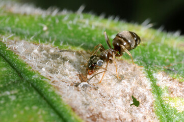 Garden ant (Lasius niger) scavenging