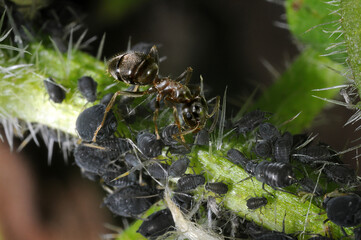 Garden ant (Lasius niger) tending black aphids