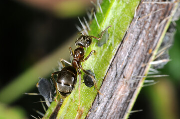Garden ant (Lasius niger) tending black aphids