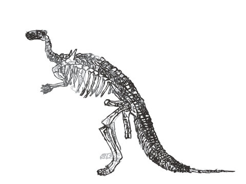 Skeleton of scelidosaurus harrisoni. Doodle sketch. Vintage vector illustration.