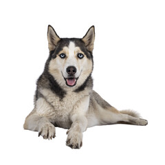 Beautiful young adult Husky dog, laying down facing front with paws over edge. Looking towards camera with light blue eyes. Mouth open. Isolated cutout on transparent background.